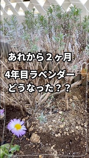 驚愕。4年目ラベンダーの今！木質化を止めろ！【ガーデニング】#shorts #ガーデニング #gardening #ラベンダー #flowers
