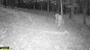 3.5K views · 79 reactions | The Reveal from Tactacam is our go to trail camera! | Oak Creek Whitetail Ranch | Facebook