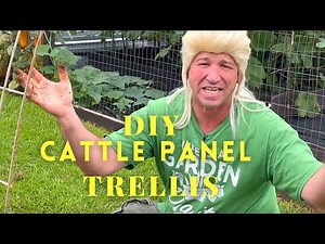 HOW TO MAKE A CATTLE PANEL TRELLIS | RATTLESNAKE POLE BEANS