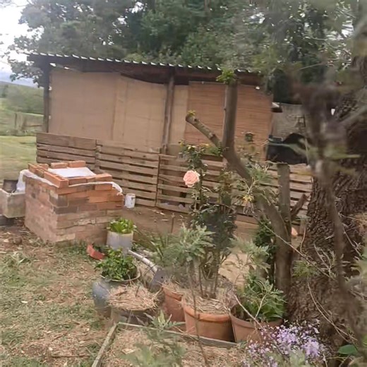 The Elderberry Tree - el magnifico! | Gardening Organically | Facebook