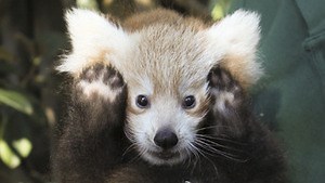 Add-ons behaving badly: the challenges of policing the Firefox ecosystem