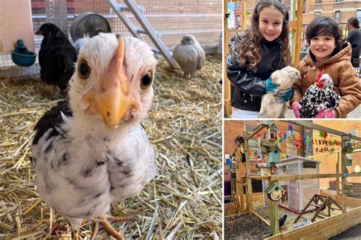 NYC school’s pet chicken dies in egg-laying tragedy despite parents shelling out $2K in vet bills