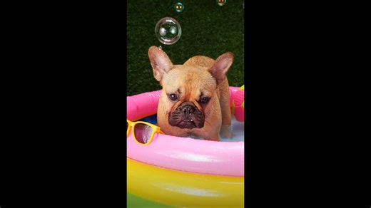 How To Keep Your Pets Safe In The Summer Heat.