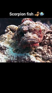6K views · 209 reactions | Scorpion fish, also known as rockfish or stonefish, belong to the family Scorpaenidae. They are fascinating marine creatures known for their venomous spines and excellent camouflage abilities. #scorpionfish #stonefish #underwaterlife #uwphotography #scubadiving #underwaterworld #underwaterphotography #rockfish | Red Sea Diving | Facebook