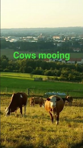 Cow sounds! Mooing, Lowing, and Snorting Sound Effects!🐄🐮