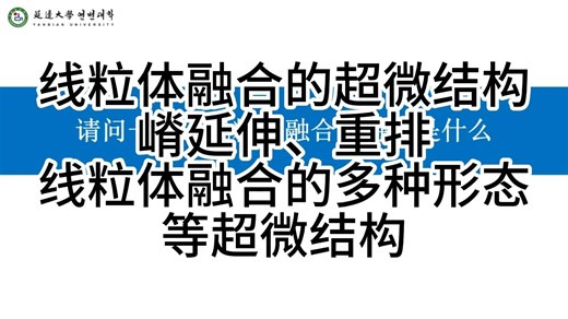 【透射电镜超微结构30】线粒体融合的超微结构 嵴延伸、重排 线粒体融合的多种形态 等超微结构