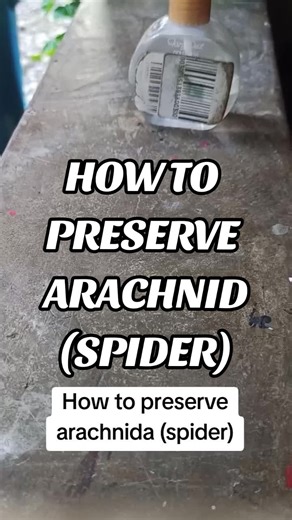 Preserving Arachnida: A Guide to Spider Preservation