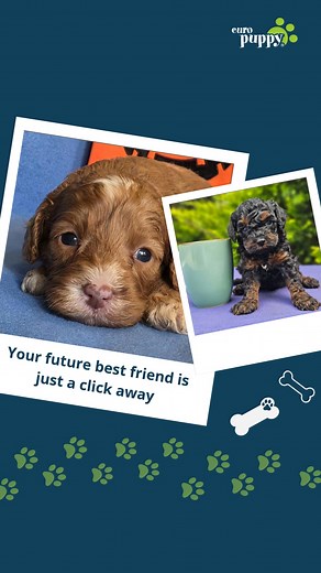 2.1K views · 21 reactions |  Still thinking about a Cavapoo puppy? You’ve seen how loving, playful and cuddly they are in our videos – now it’s time to meet your puppy. Every EuroPuppy Cavapoo comes from vetted, ethical breeders, with a lifetime health guarantee and safe worldwide delivery.  Tap to see the Cavapoo puppies currently available and reserve your favourite before someone else does. | Euro Puppy | Facebook