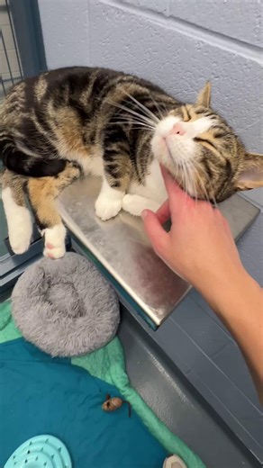 Some heroes wear fur... meet Leo. This brave kitty helped save the lives of 3 newborn kittens when their young mother gave birth, but didn't know how to care for them. The tiny babies weren't able to nurse right away which means they did not receive the crucial antibodies from their mother's milk. We needed to find a large, healthy, adult cat to draw blood from in order to provide the kittens with the important antibodies that would protect them in this fragile stage. Leo was the perfect candida