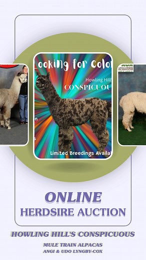 ONLINE HERDSIRE AUCTION! 🦙 Look at these gorgeous alpacas featured in our online auction for the AOA Mazuri Alpaca Show presented by Heritage Farm Alpacas & Events, LLC and Raynay Alpaca Farm, LLC Bid online at https://app.galabid.com/herdsire/items 🌟Aspen Alpacas Earl Grey: Alpaca Country Estates Ranch and Aspen Alpacas 🌟Cedar's Black Thunder: Cedar Creek Alpacas 🌟Amber Autumn Blue Northern: Central Hill Farm Alpacas Plus 🌟LIBERTYALPACAS E Pluribus Unum: Houchin Family Alpacas and Alpacas 