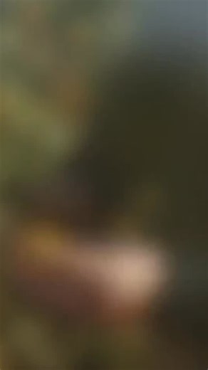 Peel good, feel good 🍊 These satsuma oranges are not only super easy to peel, but extremely juicy! 🍊 Satsuma season is upon us and they can be in your hands in just a few weeks, all you need to do is pre-order your box today! 🔗 link in bio #satsumaseason#freshlypicked#freshlypickedtour | Freshly Picked Tour