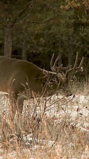 Epic Snort Wheeze Hunting Video