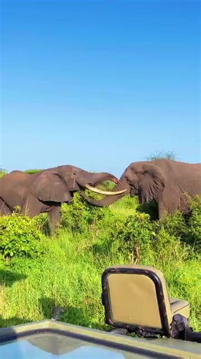 🌍 1-Month Africa Dream Safari & Beach Getaway Explore 10 Countries | 30 Days | Curated by Curious Safaris 🗓️ Itinerary Overview (30 Days / 29 Nights) 🇰🇪 Days 1–6: Kenya – Safari & Culture • Arrival in Nairobi – Giraffe Centre, Bomas of Kenya • 3 nights in Masai Mara – Private game drives, Hot Air Balloon Safari 🎈 • 1 night in Lake Naivasha – Boat ride Crescent Island walk Accommodation: Elewana Sand River / Naivasha Sopa #matatuculturewithombima #gamedrivewithombima 🇹🇿 Days 7–10: Tanzania