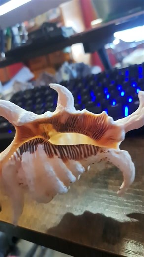 white conch shell from Florida
