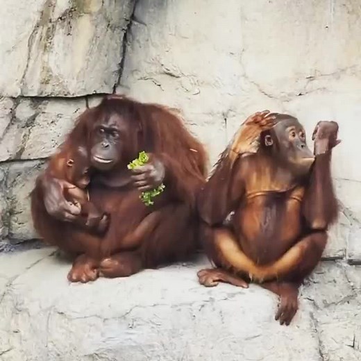 Orangutan Food Fight: Kick Off Drama