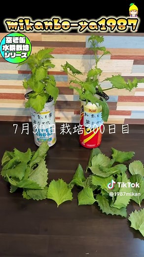 青しそ室内水耕栽培｜空き缶で1年収穫、挿し芽で無限増殖
