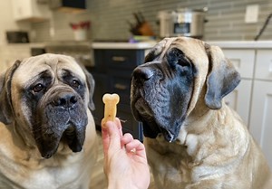 How to Make Bone Broth for Dogs: Slow Cooker Bone Broth Recipe