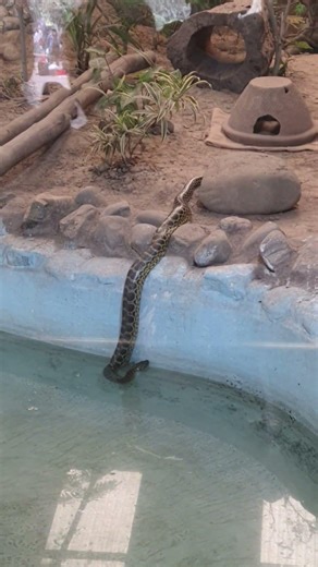 Green anaconda | #viral #ytshorts #shorts #snake