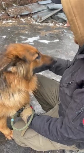 #нотатки_з_еваку А хто на нас тут чекає на стабіку в Крамі?:) А на нас чекає ЧАРРА. Чарівна дівчинка жила сама в волʼєрі в Дружківці, годували сусіди. На вулицю прилетіло 9 КАБів, Чарра дивом вижила. Тепер дарує нам свої обійми. Місія починається з вівчуриці, це гарний знак! Працюємо далі. | 12 Вартових