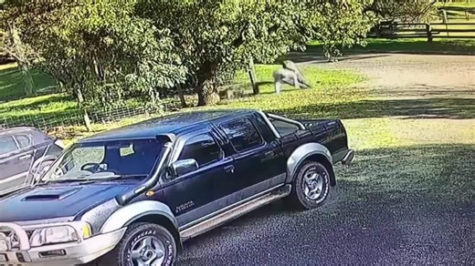 Man single-handedly takes down aggressive kangaroo, video of brawl goes viral