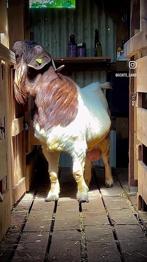 Kako, 2 ans et demi 😏🔥. #goatsland #goats #boergoats #boer #elevage #guadeloupe #reproduction #kalahari #kalaharireds #kalahariboer #agriculture #chevrette #chevreau #gestation #gazo #kako #byriani #mya #zelda #chocolat #debby #daisy #cleo #noisette