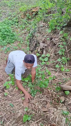 wow😱 child and mother quail #reelsvideo #fyp #trending #videoviral | Minute Animals