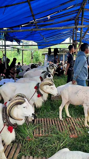 10K views · 198 reactions | Meriah Dengan Domba Domba #sheep #binatang #dombagarut #GOAT #animal #domba #goat #kontesdomba #hewan #hewanlucu #iduladha #dombakontes | DIDIN DOMBA TV | Facebook