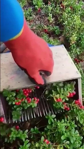 Correct and simple process of picking cherry fruit from the tree easily