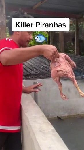 Killer Piranhas Devouring Prey | Piranha Feeding Frenzy