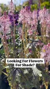Flowers For Shade… I will tell you the cheapest way to add these to your garden: 🌱Tiarella buy 9cm perennial - SO easy to take cuttings 🌱London Pride buy cuttings or 9cm perennial 🌱Astrantia - grow from seed or bareroot 🌱Astilbe buy bare root now 🌱Aquilegia grow from seed 🌱Persicaria buy small 9cm perennial 🌱Bleeding heart buy bare root now 🌱Hosta buy bare root or small 9cm perennial 🌱Brunnera buy bare root or small 9cm perennial 🌱Hardy geranium bare root or buy reduced in the garden c