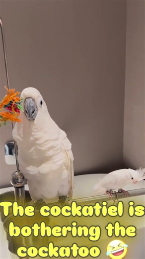 The cockatiel is bothering the cockatoo #cuteanimals #cockatiel #talkingparot #parrot