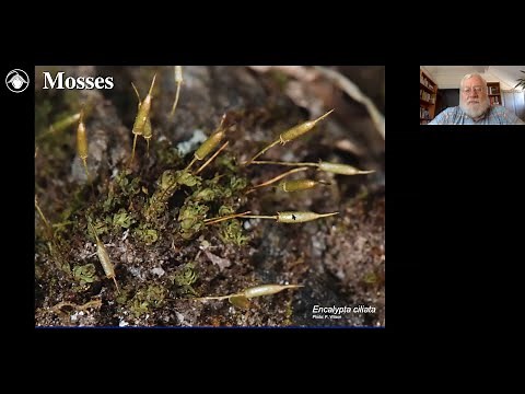 Bryophytes Module 3: How to identify mosses