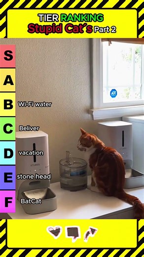 Ranking the Dumbest Cat Fails Part 2 #cats #funny #shorts