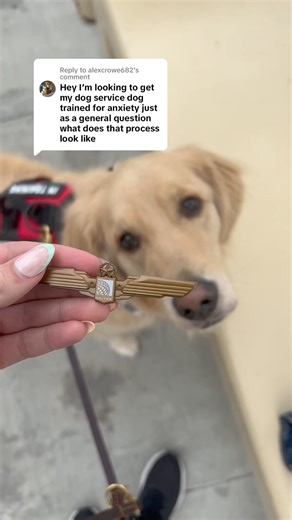 161K views · 12K reactions | How I trained oatmeal to be my service dog for anxiety! #ServiceDog #Anxiety #DogTraining Dairydell Canine | Adria and Oatmeal | Facebook