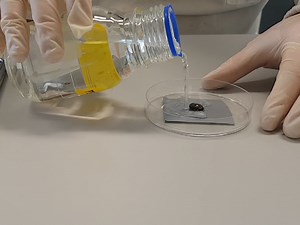 Purification of Biotinylated Cell Surface Proteins from Rhipicephalus microplus Epithelial Gut Cells