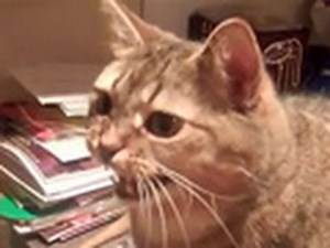 Animals of YouTube sing "Deck the Halls"