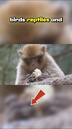 Top Ten Mammals of the Congo Rainforest: Elusive Predator