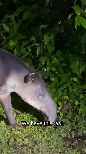 ZSL on Instagram: "🌿 In Costa Rica’s Tapir Valley, a former cattle ranch is now home to tapirs, half of the country’s bird species, and even a newly discovered frog found nowhere else on Earth. ⁣ ⁣ Former EDGE Fellow and now Senior Mesoamerica Associate at Re:wild, Esteban Brenes-mora has spent his career helping people and wildlife coexist. ⁣ ⁣ Working alongside local partners, he’s helped reduce tapir road deaths, support community-led conservation, and protect the landscapes this species dep