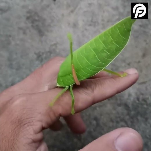Katydid makes lound clicking noise