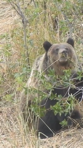 9.6K views · 141 reactions | These bears may not rival the size of...