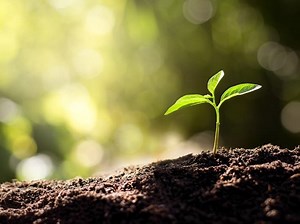 Watsonville Launches Adopt A Tree Program