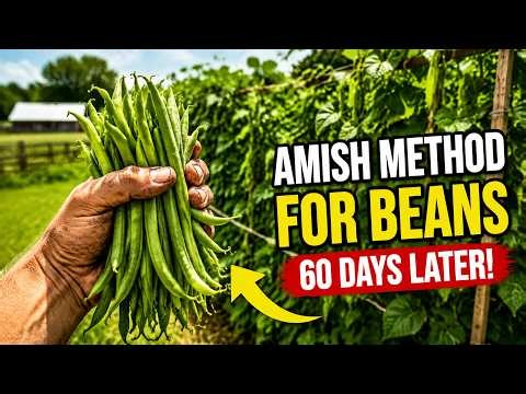 I tried the Amish Method for Beans — Here's What Happened After 60 Days 1