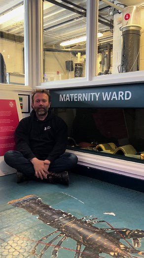 Peak Hatching Season: 4,000 Baby Lobsters Daily in Cornwall