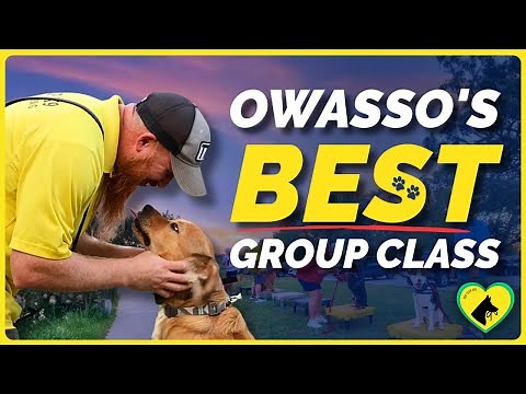 Obedience and Socialization for Owasso Dogs | Tip Top K9 Group Class