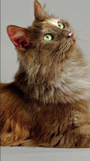 ALL About the TURKISH ANGORA CAT 😻👑