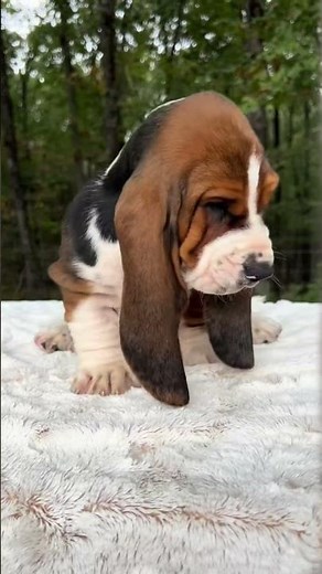 This Is How a Basset Hound Grows!