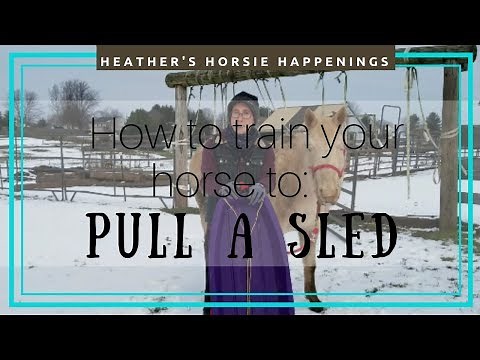 Horse training: how to start pulling a sled-part 1