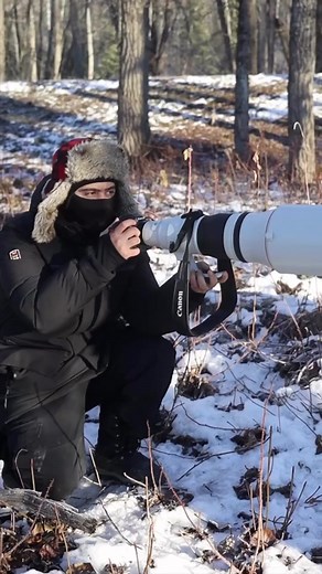 Exploring the Majestic Grey Wolf of Minnesota
