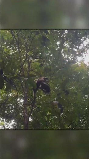 Two Giant Anteaters Fight and Fall From a Tree!