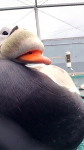 Our avian team jokingly calls the spectacled eider the “gateway duck,” because once you meet a spectacled eider, you’re pretty much guaranteed to be obsessed with ducks! This adorable moment was filmed in our behind-the-scenes eider flock area. Our media manager is always on the lookout for animal safety— keeping the animals safe and making sure the camera doesn’t turn into a duck toy! You can catch a glimpse here of the creative filming our media team does between safety barriers, which for thi